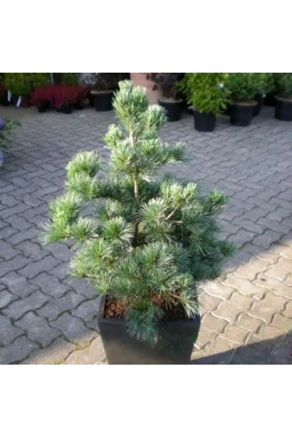 Сосна дрібноквіткова Темпельгоф 